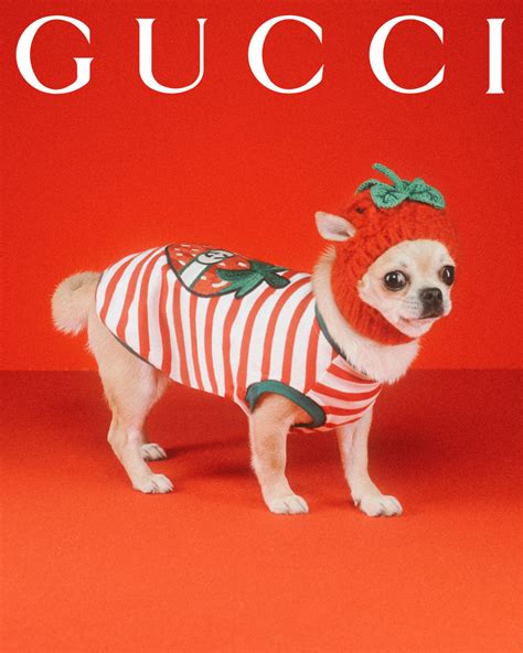 doge gucci|gucci pet slang.